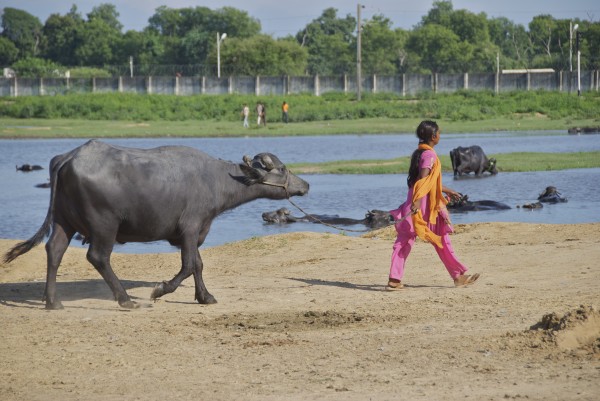 girl and buffalo in agra, india