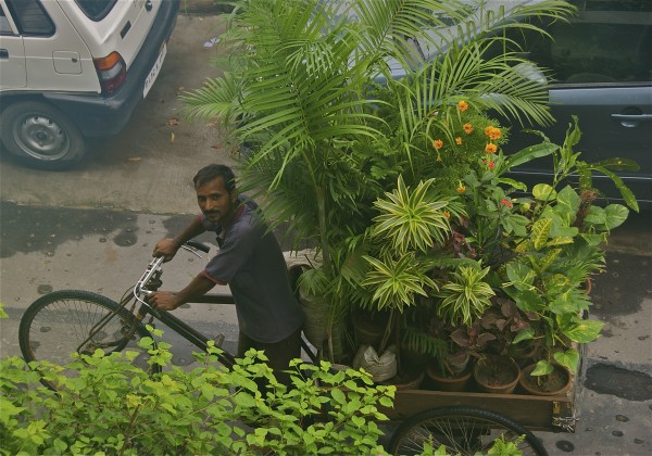 plant man in india
