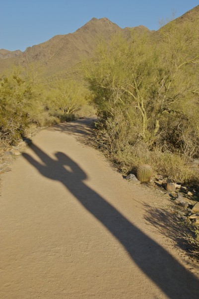 cactus shadow