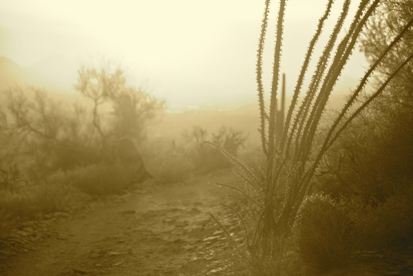 Ocotillo in the arizona desert