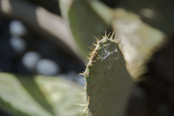 cosanti cactus