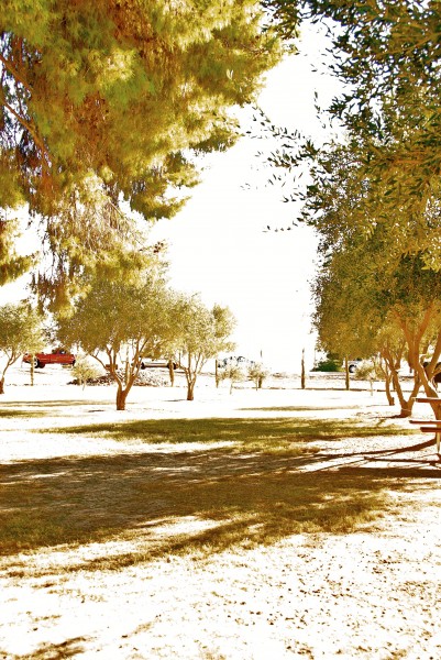Olive trees in queen creek, arizona
