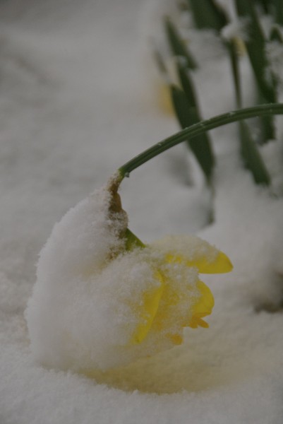 Snow Daffodil