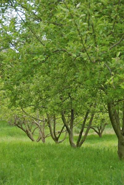 Wertz Farm apple orchard