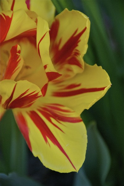 Tulip at Upper West Side Community Garden