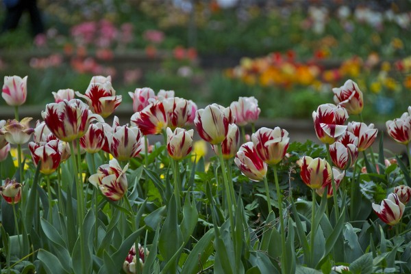 Tulips at Annual Tulip Festival Upper West Side NYC