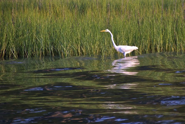 Bird on Chesapeake Bay