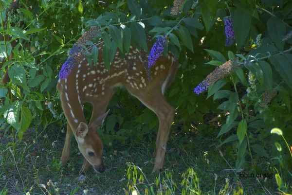 fawn