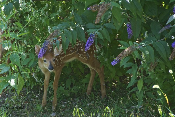 fawn