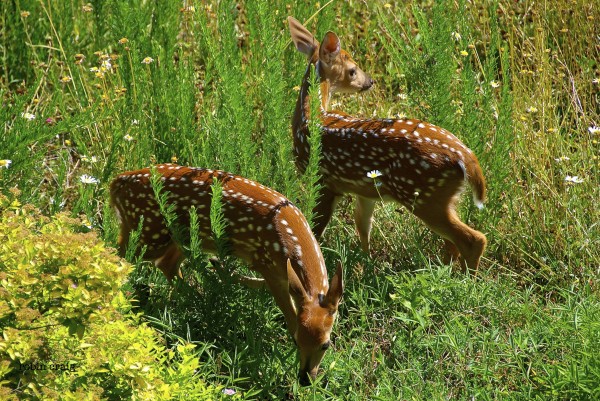 twin fawns