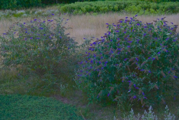 butterfly bushes