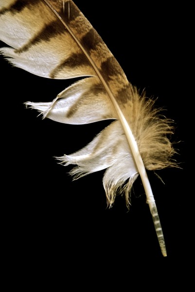 owl feather