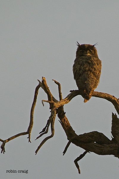 great horned owl in the desert