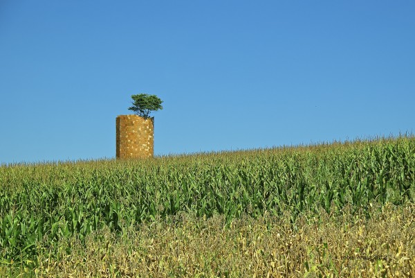 corn field in daleville, va