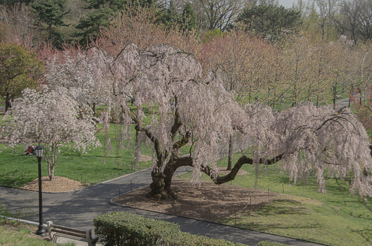 Cherry blossom tree in Brooklyn Botanical Garden