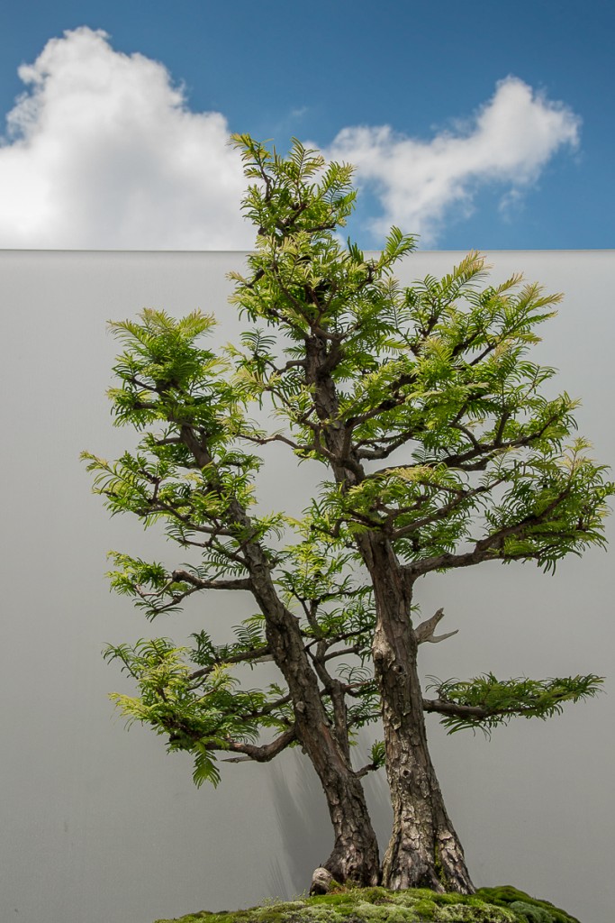 bonsai collection at chicago botanic garden