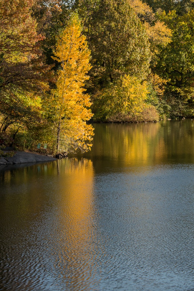 autumn color in central park
