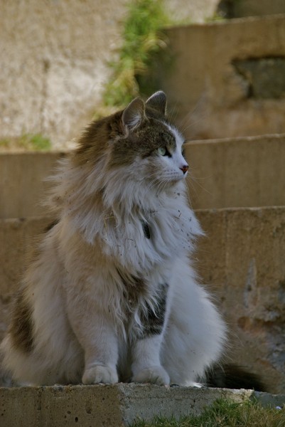 Cat at Arcosanti