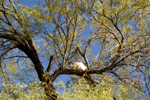 Cat in a mesquite tree
