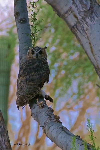 owl in the desert