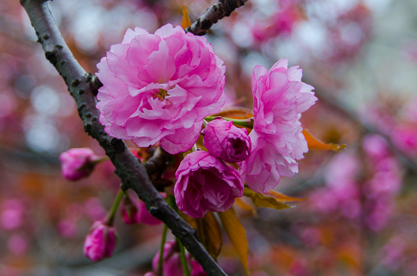 Cherry blossoms at Central Park Reservoir