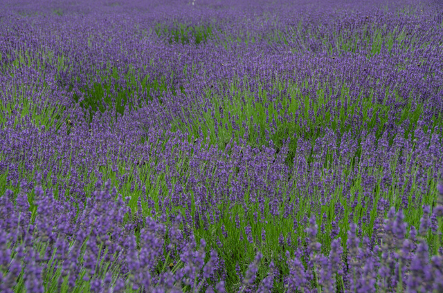 lavender by the bay... - sabi